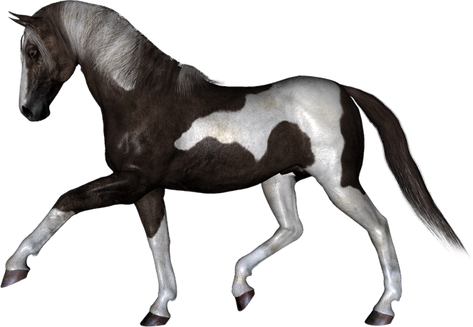 Trace Indiquant Le Passage D Un Cheval